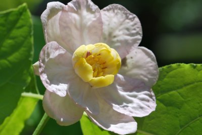 Sinocalycanthus chinensis - sazaníkovec čínský